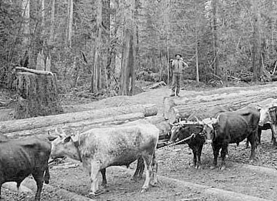 Oxen pulling logs to the shoreline at McDonald’s logging camp in Kenmore, 1878. As timber close to Seattle fell to the axe, loggers looked further afield for trees, using the area’s lakes and rivers to float the logs to sawmills in Seattle. Photo by Arthur Churchill Warner. Courtesy UW Special Collections, WAR0573.